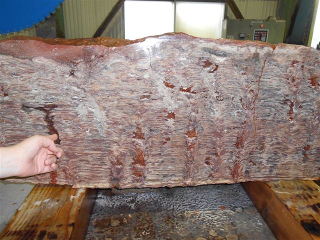 sutoromatoraito20140526